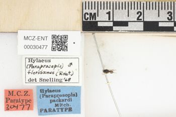 Media type: image;   Entomology 30477 Aspect: labels